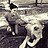 charlene_bronkhorst